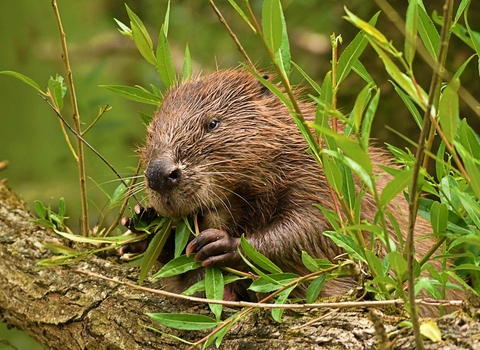 Beavers | Devon Wildlife Trust